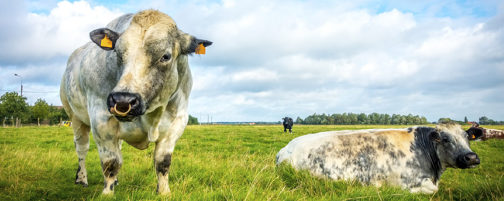 Cow